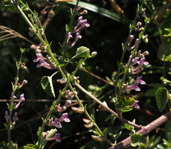 Scutellaria brevibracteata