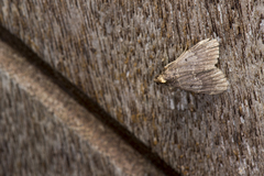 Hydrillodes nilgirialis