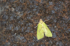 Doloessa viridis