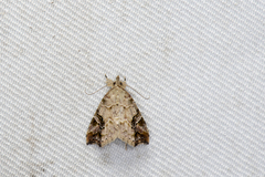 Tipasa renalis