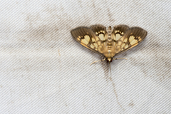 Nosophora