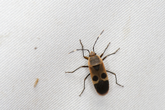 Physopelta gutta gutta