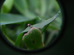 Syndelphax pseudoseminigra