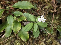 Trigonotis formosana