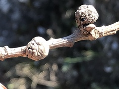 Andricus caliciformis