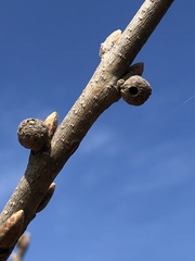 Andricus caliciformis