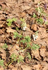 Corydalis cava
