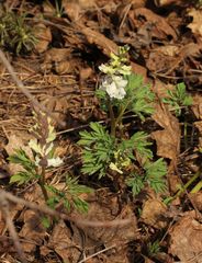 Corydalis cava