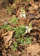 Corydalis cava