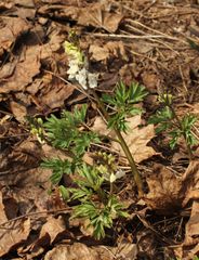 Corydalis cava
