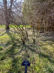 Callicarpa bodinieri