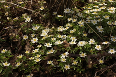 Anemonoides nemorosa