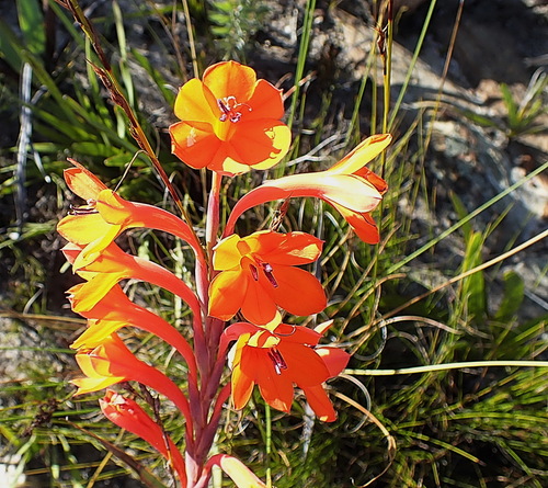 Image of Watsonia pillansii by no rights reserved