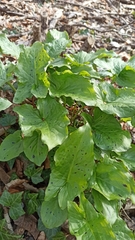 Arum maculatum