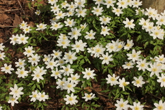 Anemonoides nemorosa