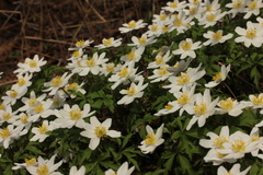 Anemonoides nemorosa