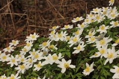 Anemonoides nemorosa