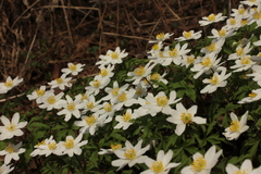 Anemonoides nemorosa