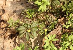 Anemonoides ranunculoides