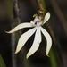 Leafless Orchid - Photo (c) Dustyn and Catherine, some rights reserved (CC BY-NC), uploaded by Dustyn and Catherine
