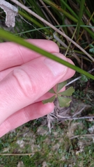 Hydrocotyle muscosa