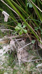 Hydrocotyle muscosa
