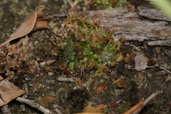 Drosera platystigma