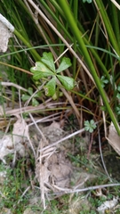 Hydrocotyle muscosa