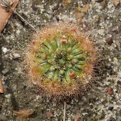 Drosera platystigma