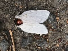 Trichiocercus mesomelas