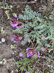 Astragalus suprapilosus