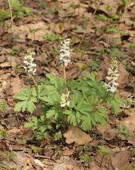 Corydalis cava