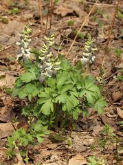 Corydalis cava