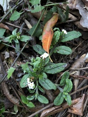 Trigonotis formosana