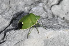 Chlorochroa juniperina