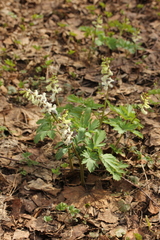 Corydalis cava