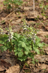 Corydalis cava