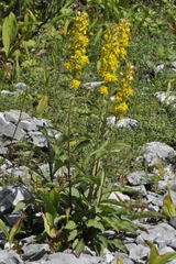 Solidago virgaurea virgaurea