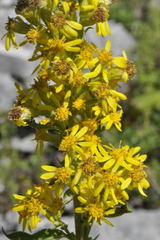 Solidago virgaurea virgaurea