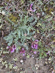 Astragalus suprapilosus