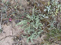 Astragalus suprapilosus