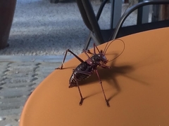 Acanthoplus