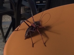 Acanthoplus