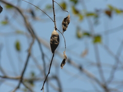 Dalbergia lanceolaria