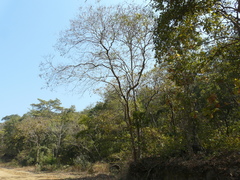 Dalbergia lanceolaria