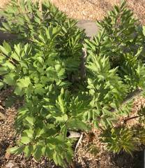 Levisticum officinale