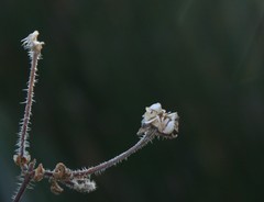 Drosanthemum striatum