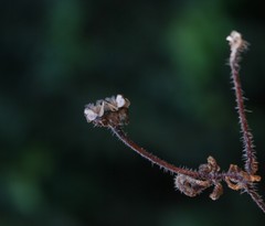 Drosanthemum striatum