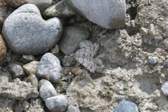 Arctesthes catapyrrha