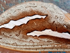 Abantiades hydrographus